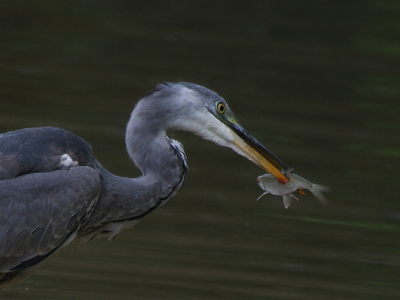 endlich mal scharf mit fisch... ;O)