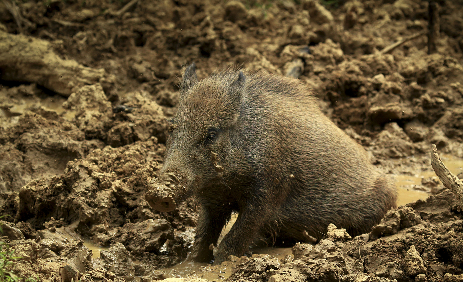 Endlich mal Schwein sein dürfen