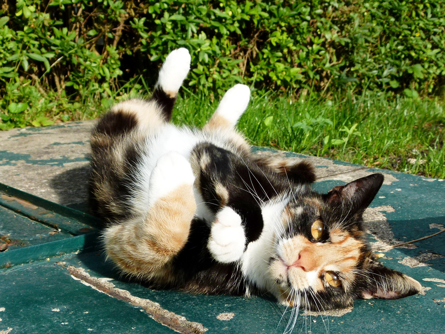 Endlich mal Sonne - schnell den Bauch in die Wärme