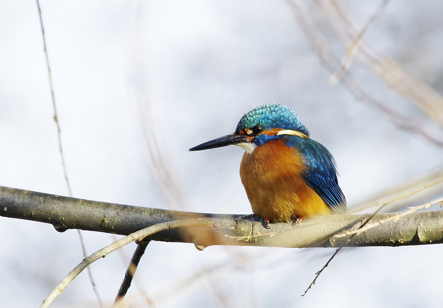 Endlich mal wieder - ein Eisvogel