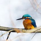 Endlich mal wieder - ein Eisvogel