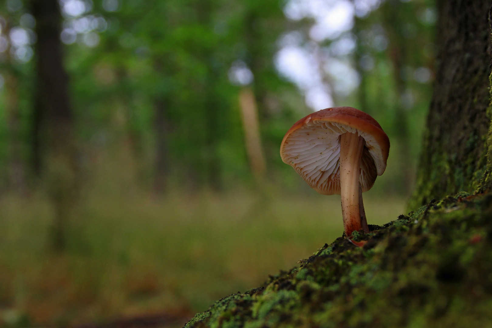 Endlich mal wieder ein Pilz