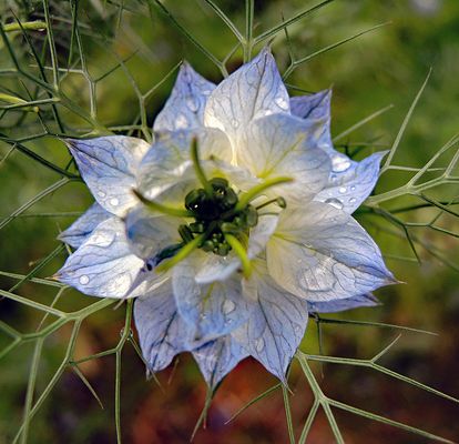 Endlich mal wieder ein Regentropfen