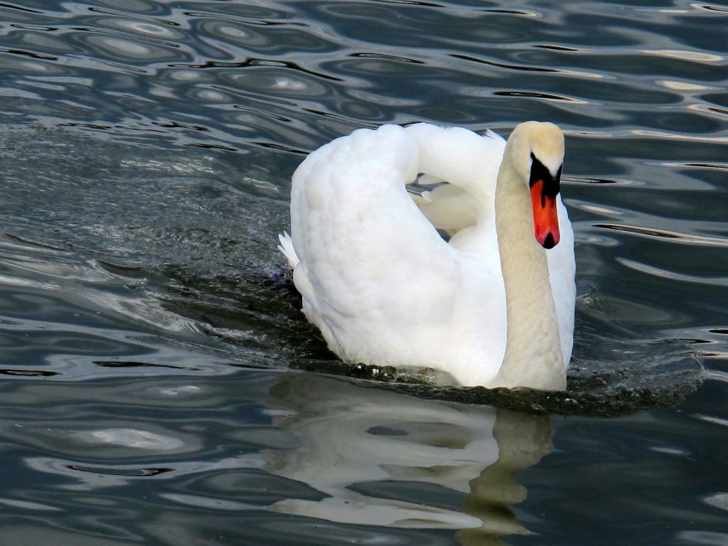 Endlich mal wieder ein Schwan....