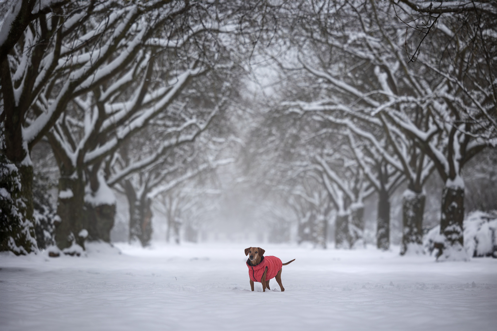 endlich mal wieder Schnee