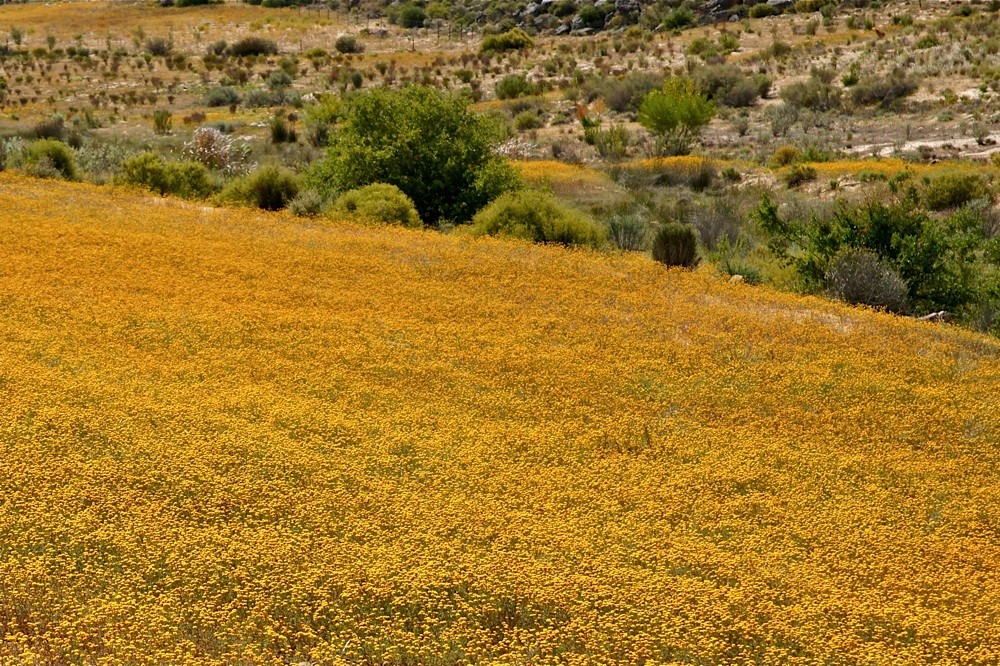 Endlich mehr Blumen (2)