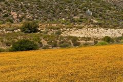 Endlich mehr Blumen (3)