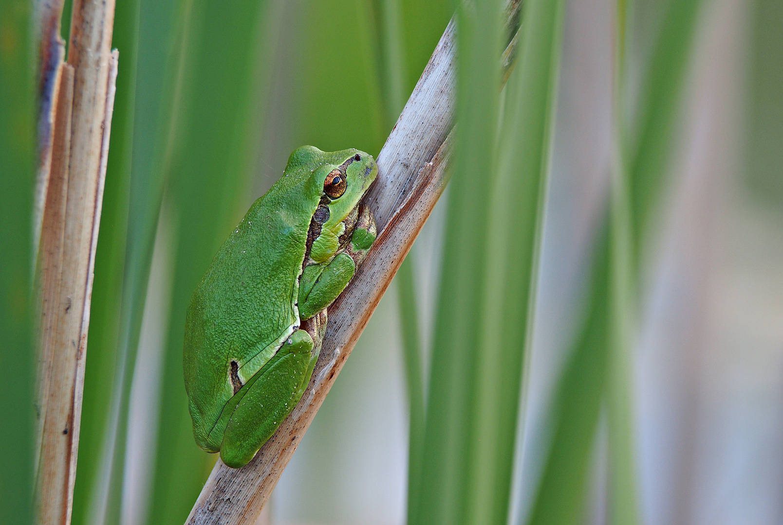 Endlich - mein erster Laubfrosch in diesem Jahr 