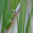 Endlich - mein erster Laubfrosch in diesem Jahr 