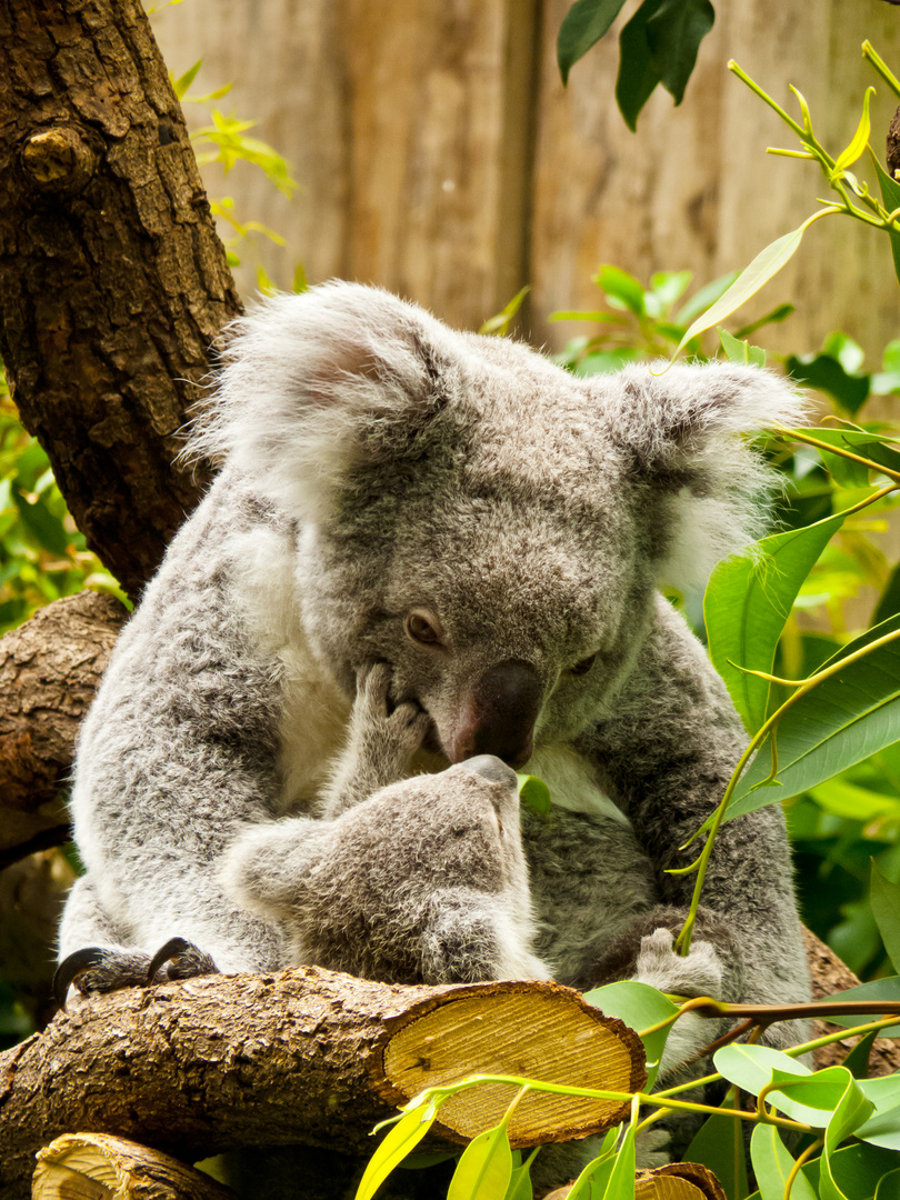 Endlich mit eigenen Augen gesehen - Nachwuchs bei den Koalas