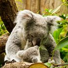 Endlich mit eigenen Augen gesehen - Nachwuchs bei den Koalas