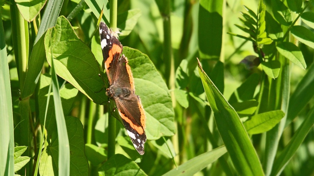 endlich nach jahrtausende von jahren habe ich auch mal ein schmetterling vor der linse bekommen