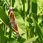 endlich nach jahrtausende von jahren habe ich auch mal ein schmetterling vor der linse bekommen