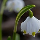 Endlich naht der Frühling ...