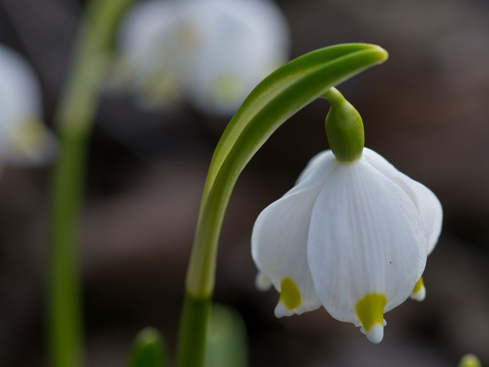 Endlich naht der Frühling ...