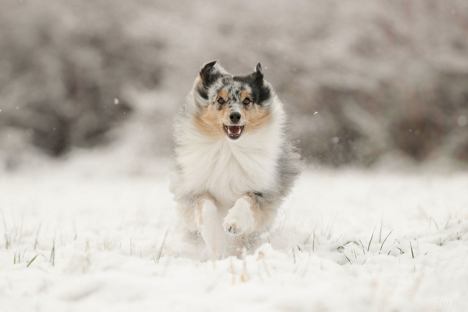 endlich Neuschnee!