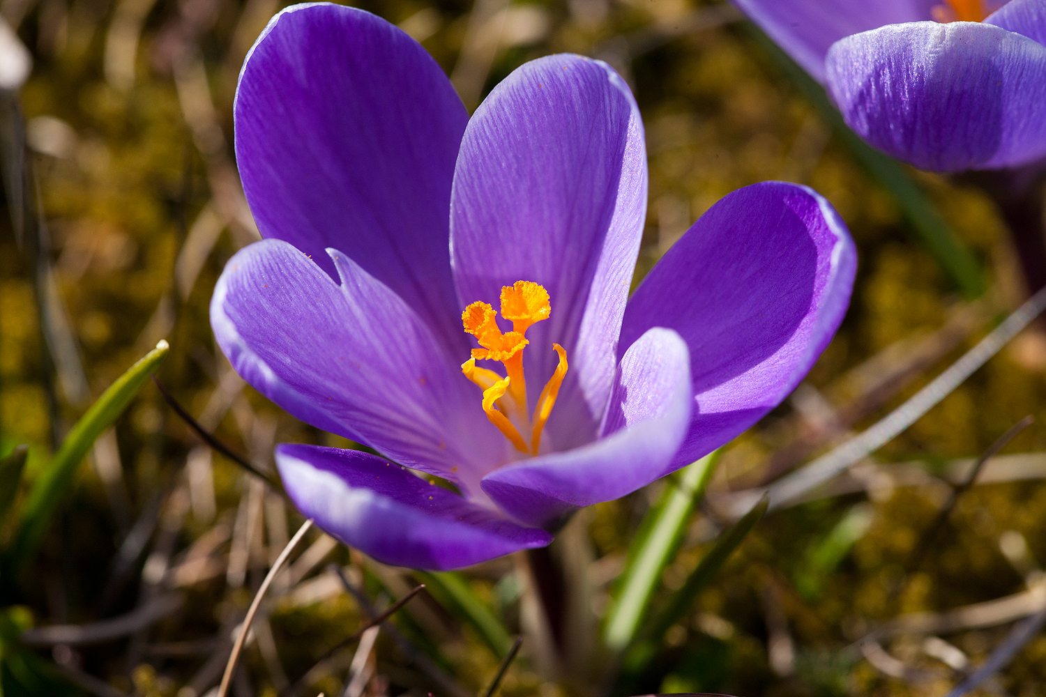 Endlich! Nun kommt der Frühling doch noch vorbei