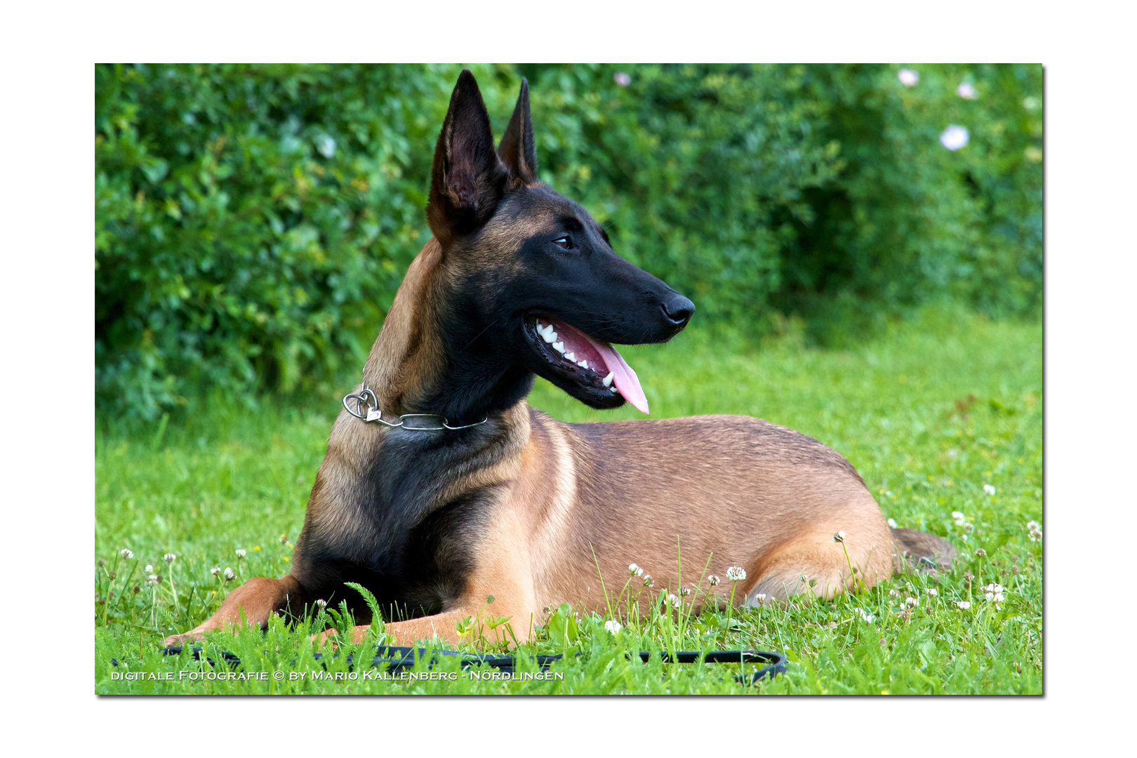 Endlich Pause! Foto & Bild | tiere, haustiere, hunde Bilder auf