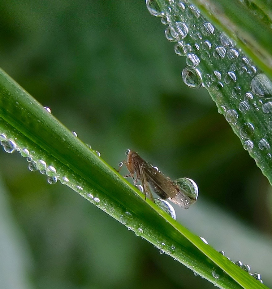 endlich Regen...