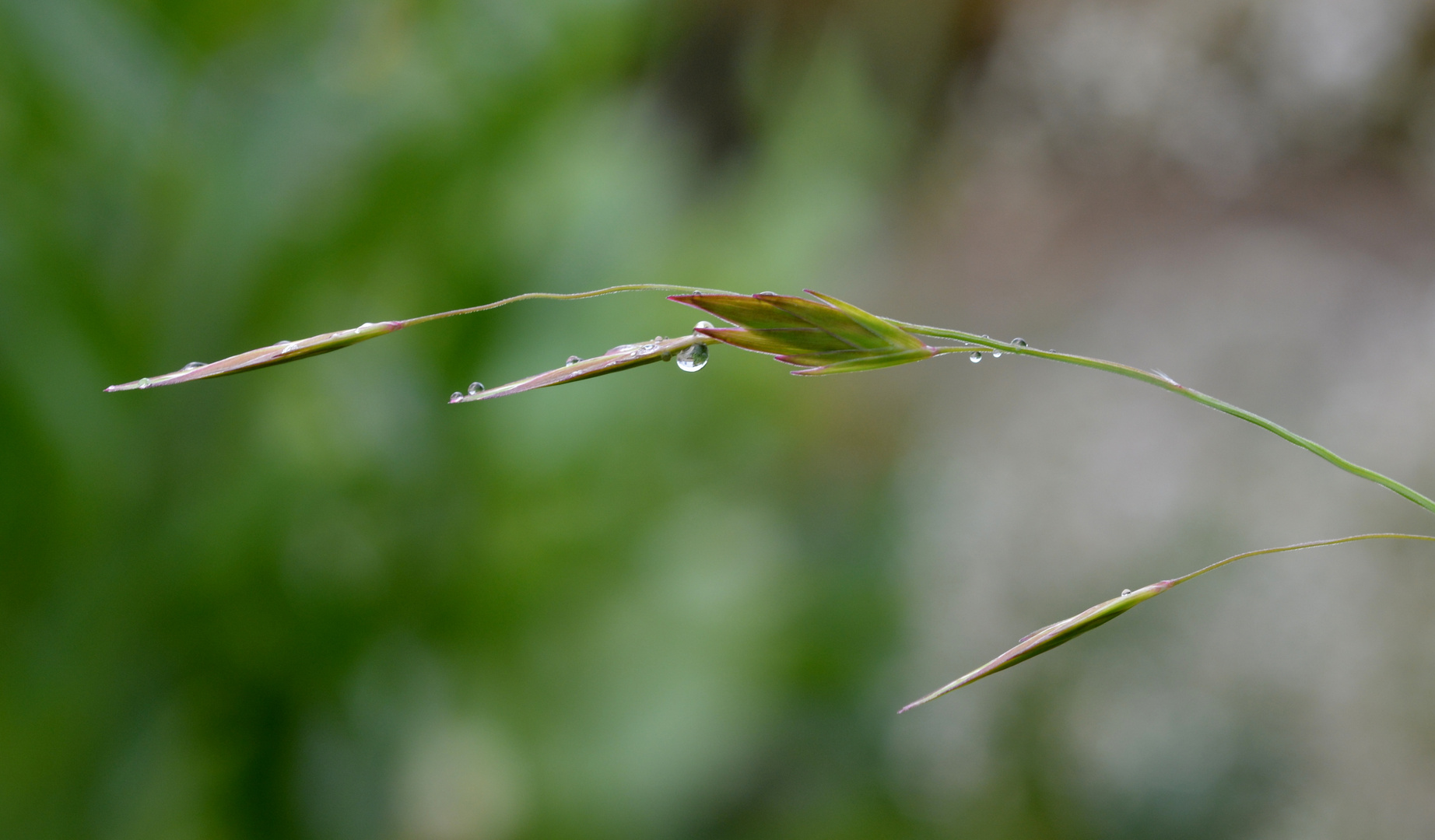 endlich regen