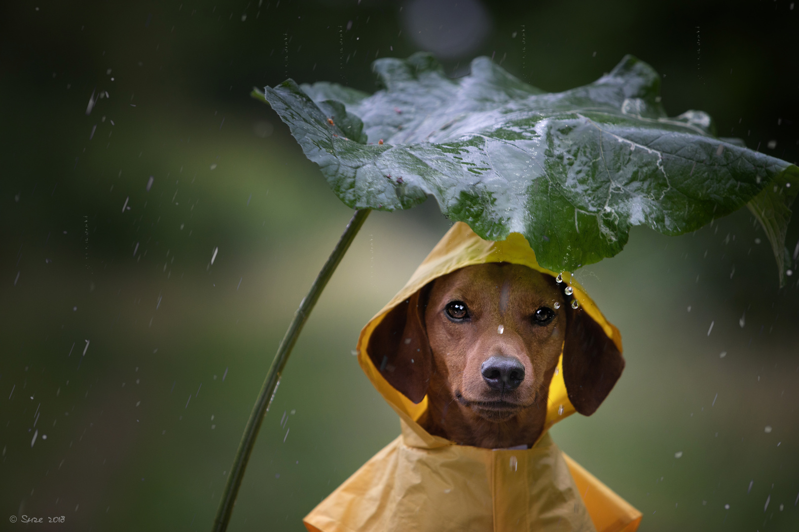 endlich Regen  Foto Bild sommer regen  portrait 