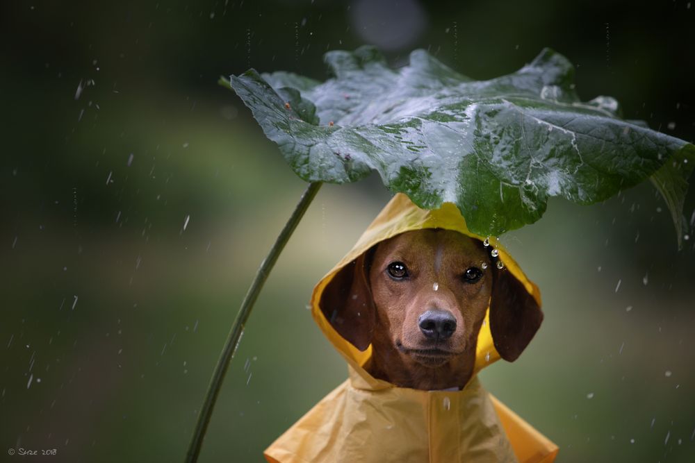 endlich Regen....