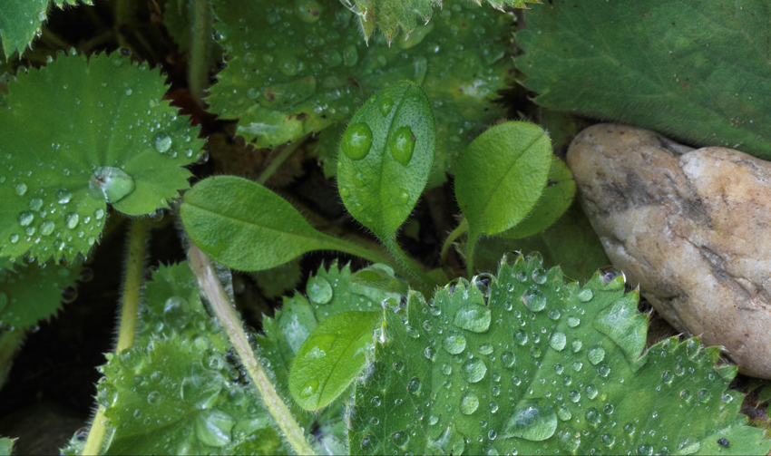 endlich Regen