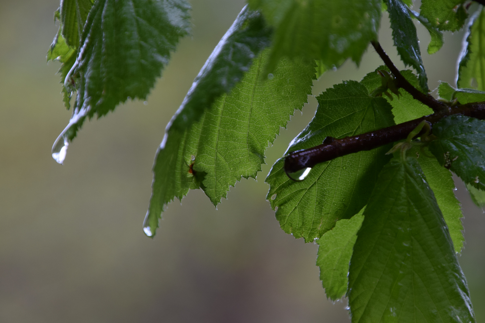 Endlich Regen ......