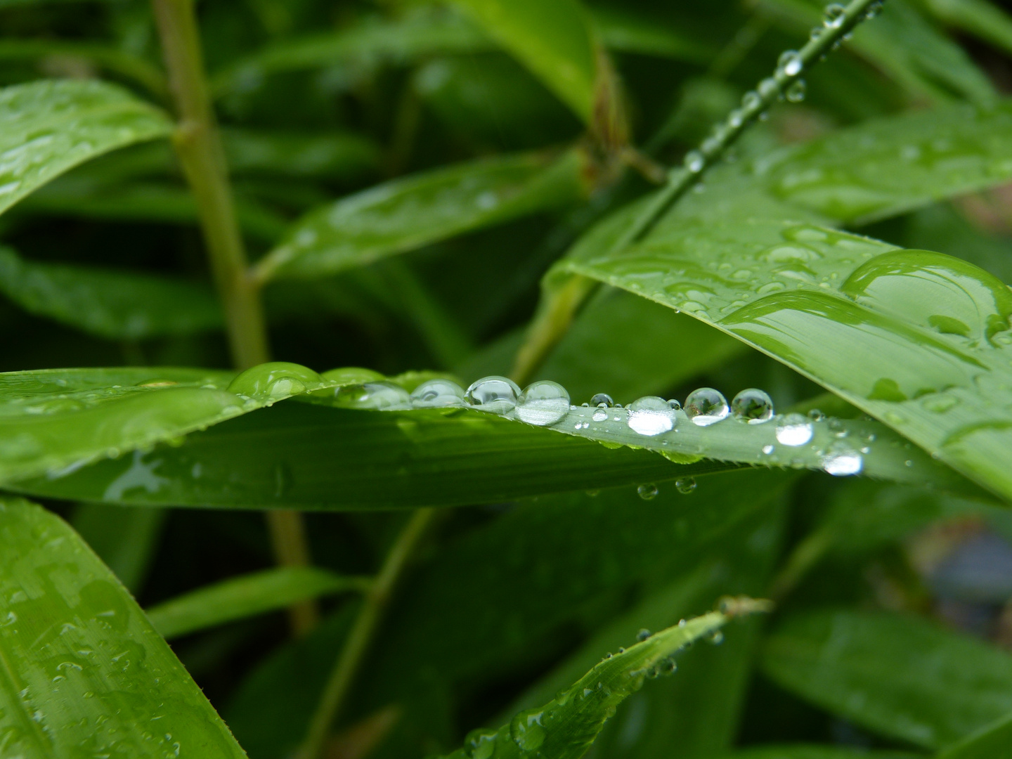 endlich Regen