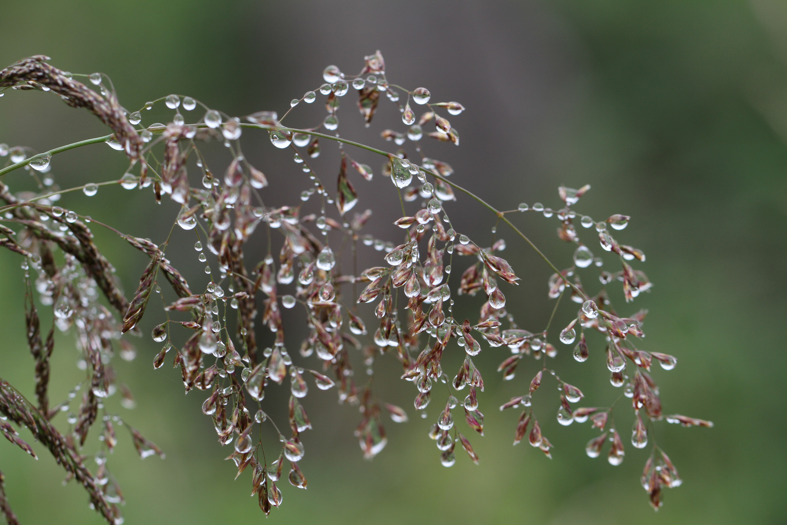 Endlich Regen