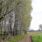 Endlich Regen für die durstigen großen Birken 