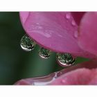 Endlich Regen im Rosengarten ...