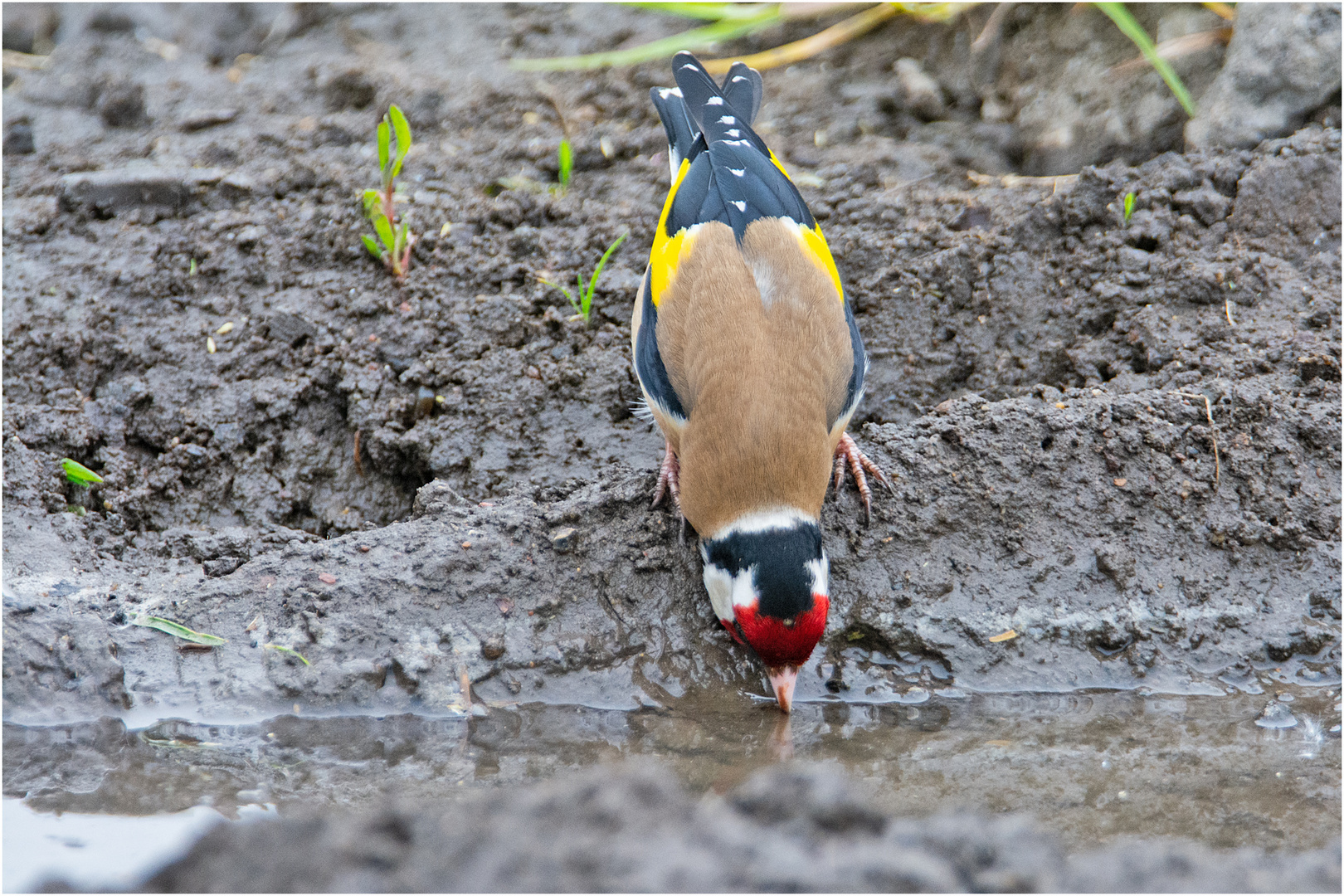 Endlich Regen! Tier- und Pflanzenwelt . . .