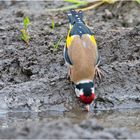 Endlich Regen! Tier- und Pflanzenwelt . . .