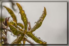 Endlich Regen und Herbstwetter 04