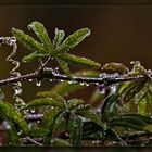 Endlich Regen und Herbstwetter 05