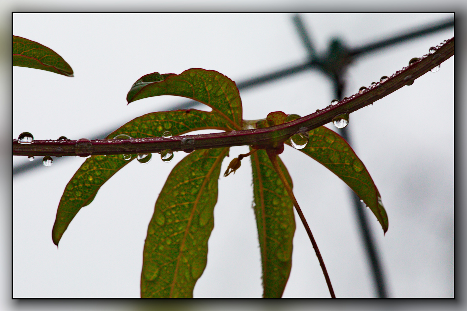 Endlich Regen und Herbstwetter 05