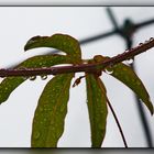 Endlich Regen und Herbstwetter 05