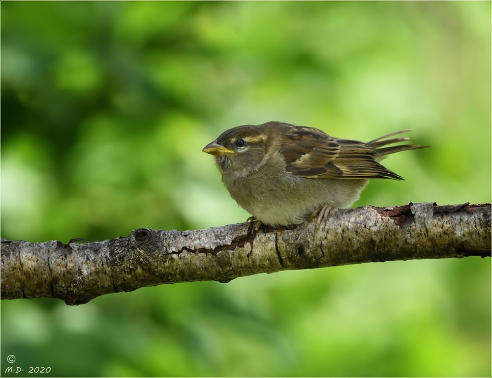 Endlich sah ich mal ein Vogelkind ...