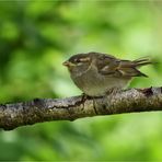 Endlich sah ich mal ein Vogelkind ...