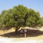 Endlich Schatten - ein wundervoller Olivenbaum!