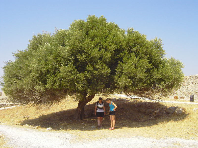 Endlich Schatten - ein wundervoller Olivenbaum!