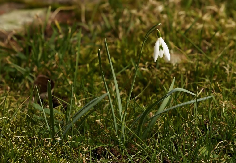 Endlich scheint jetzt der Frühling zu kommen ....