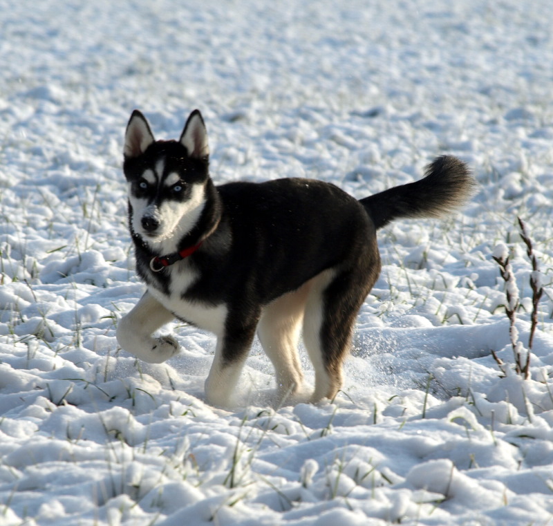 endlich Schnee 1