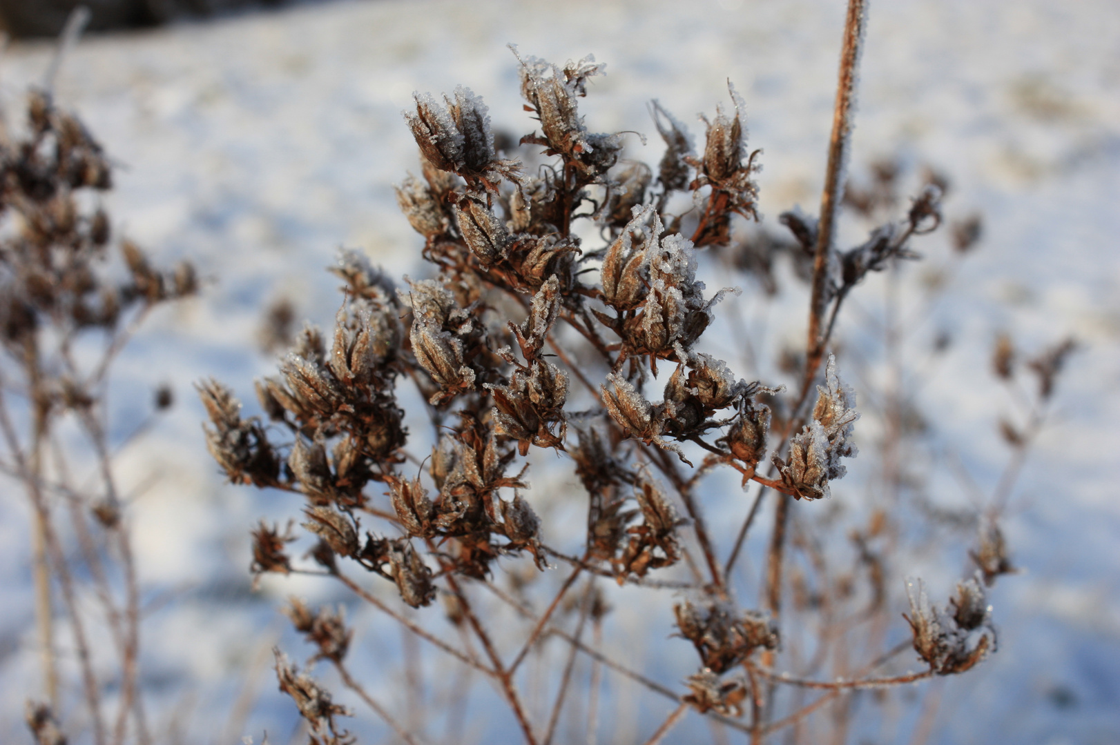 Endlich Schnee!