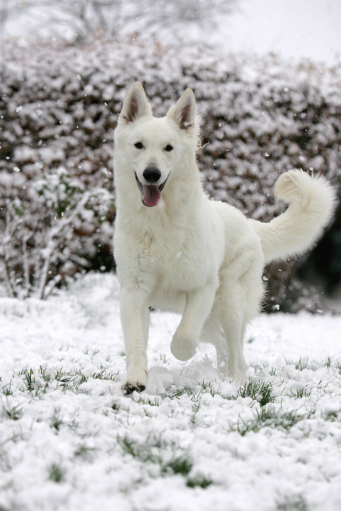 **ENDLICH SCHNEE**