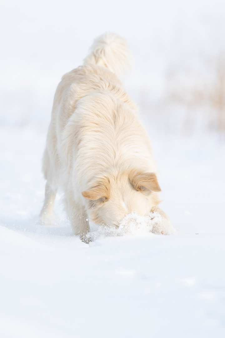 Endlich Schnee