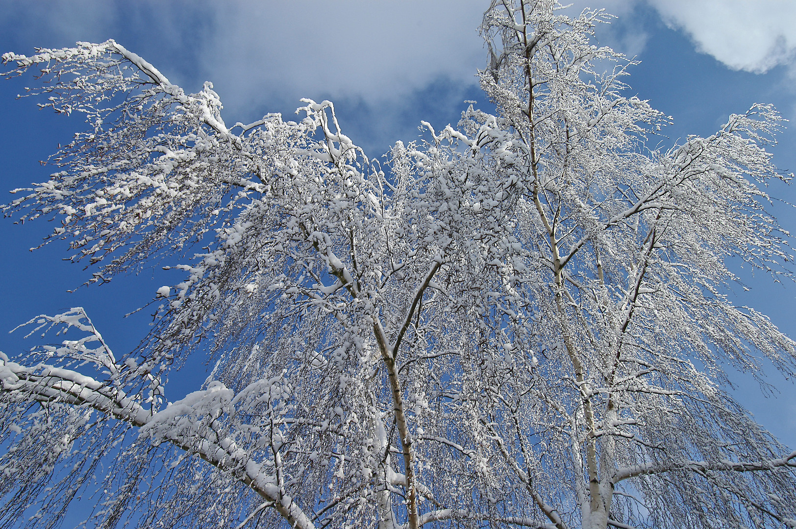 Endlich Schnee