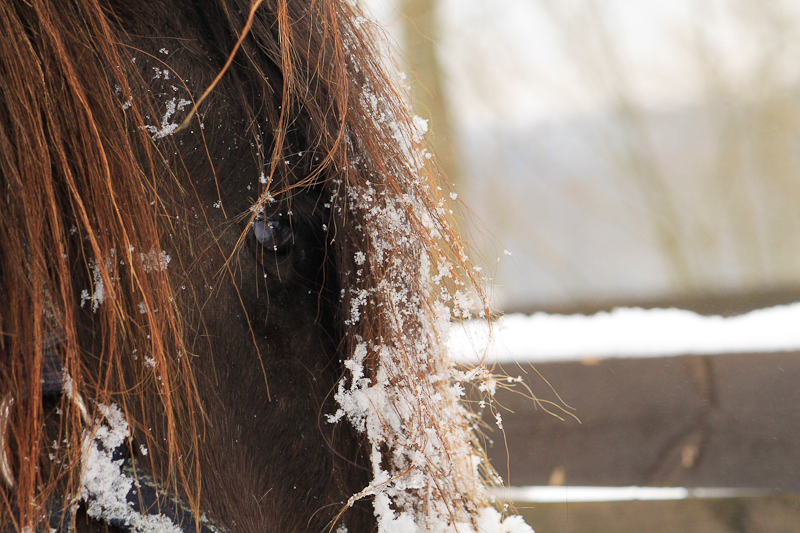 endlich schnee ...