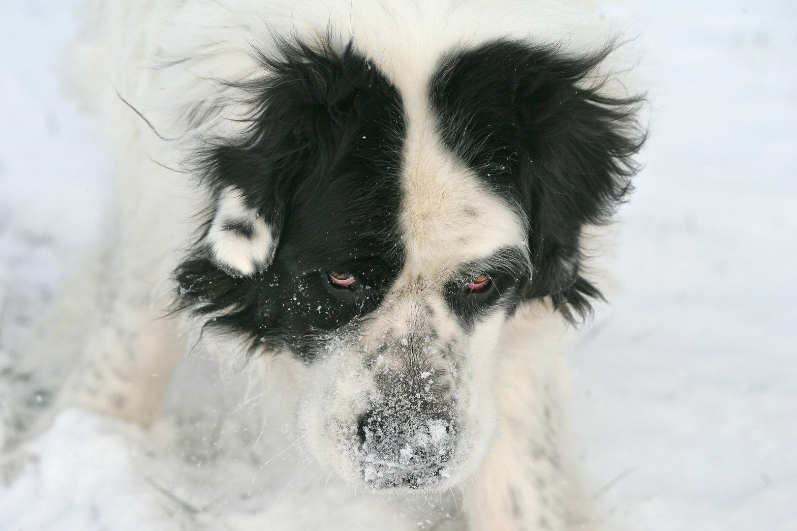 Endlich Schnee